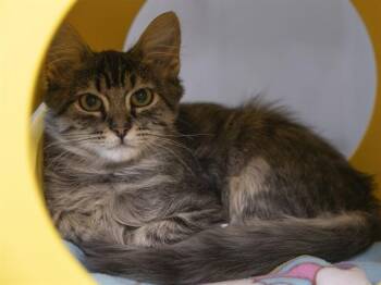 POTATO CHIP -  Domestic Medium Hair Cat for Adoption in Phoenix, Arizona - POTATO CHIP | PetCurious