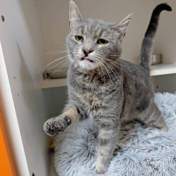 Rocky -  Domestic Short Hair Cat for Adoption in Accident, Maryland - Rocky | PetCurious