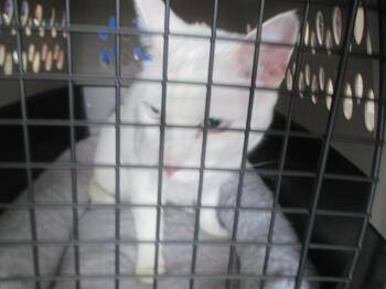 BLU -  Domestic Short Hair Cat for Adoption in Ocala, Florida - BLU | PetCurious