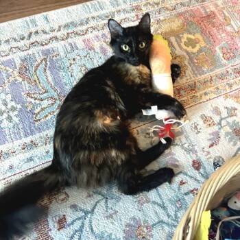 Margo -  Domestic Long Hair Cat for Adoption in Fort Worth, Texas - Margo | PetCurious