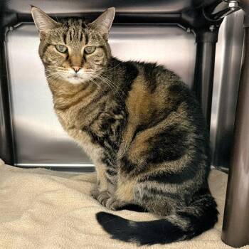 Missy Ann -  Domestic Short Hair Cat for Adoption in Warrensburg, Missouri - Missy Ann | PetCurious