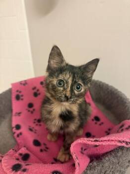 Olivia (O18) -  Domestic Short Hair Cat for Adoption in Lafayette, Indiana - Olivia (O18) | PetCurious