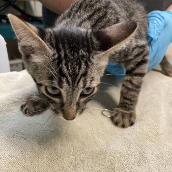 Uno -  Domestic Short Hair Cat for Adoption in Pasadena, California - Uno | PetCurious