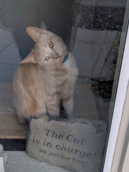 Rescue Domestic Short Hair Cats for Adoption in Fort Lupton, Colorado - Tootie Fruitie IL | PetCurious