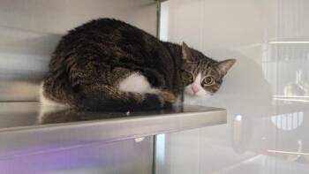Zelda -  Domestic Short Hair Cat Available for Adoption in Papillion, Nebraska - Zelda | PetCurious