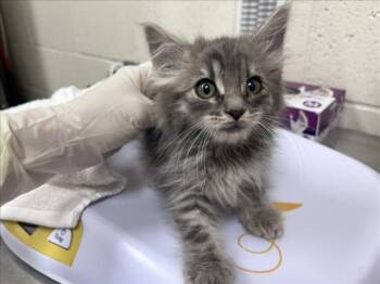 FELICITY -  Domestic Long Hair Cat for Adoption in Santa Fe, New Mexico - FELICITY | PetCurious