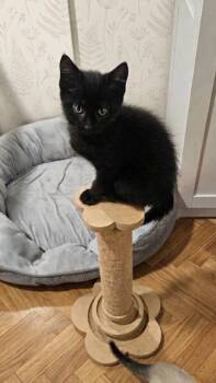 Rosie -  Domestic Short Hair Cat Available for Adoption in Miami, Oklahoma - Rosie | PetCurious