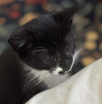 Marvin -  Domestic Short Hair Cat for Adoption in Candler, North Carolina - Marvin | PetCurious