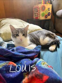 Louis -  Domestic Short Hair Cat for Adoption in Johnson City, Tennessee - Louis | PetCurious