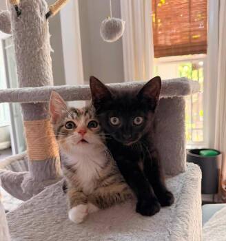 Thin Mint -  Bombay and Domestic Short Hair Cat for Adoption in Knoxville, Tennessee - Thin Mint | PetCurious