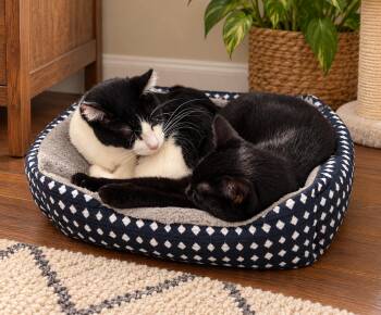 Elsa & Littles -  Domestic Short Hair Cat for Adoption in Skyline, Minnesota - Elsa & Littles | PetCurious