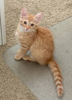 Patrick -  Domestic Short Hair Cat for Adoption in Lincoln, California - Patrick | PetCurious
