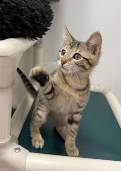 Foxtrot- Riley Fuzzel Petsmart -  Domestic Short Hair Cat for Adoption in Spring, Texas - Foxtrot- Riley Fuzzel Petsmart | PetCurious