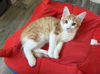 Little Orange (A140304) -  Tabby Cat for Adoption in Burbank, California - Little Orange (A140304) | PetCurious