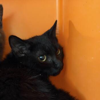 Mary -  Domestic Short Hair Cat for Adoption in Houston, Texas - Mary | PetCurious