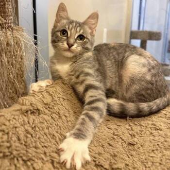 Candice -  Domestic Short Hair Cat for Adoption in Walnut Creek, California - Candice | PetCurious