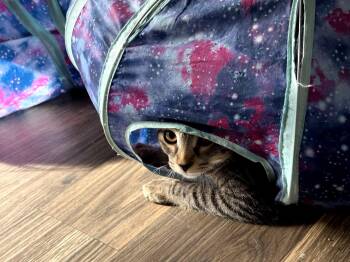 Rescue Domestic Short Hair and American Bobtail Cats for Adoption in Gladstone, Oregon - Habanero - Pepper Litter | PetCurious