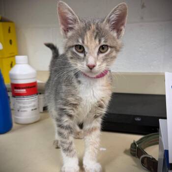 Banana -  Domestic Short Hair Cat for Adoption in Ardmore, Oklahoma - Banana | PetCurious