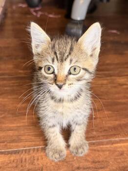 Eclipse -  Tabby Cat for Adoption in West Hollywood, California - Eclipse | PetCurious