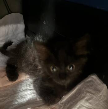 Motorboat -  Domestic Medium Hair Cat for Adoption in Salisbury, North Carolina - Motorboat | PetCurious