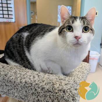 Domestic Short Hair Cats Available for Adoption in Toledo, Ohio - Esmeralda (FIV+) | PetCurious