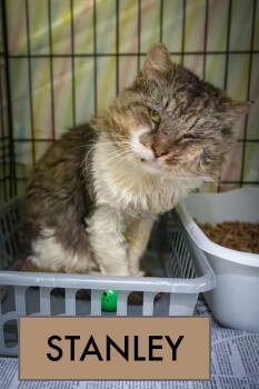 Rescue Domestic Long Hair and Tabby Cats for Adoption in Greenville, Delaware - Stanley: DLH (FCID# 11/03/3035 - 28 Trainer | PetCurious
