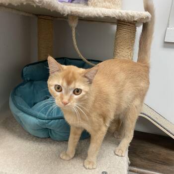 Domestic Short Hair Cats Available for Adoption in Cincinnati, Ohio - Azriel | PetCurious
