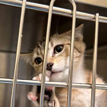 Alice In Chains -  Domestic Short Hair Cat for Adoption in Woodinville, Washington - Alice In Chains | PetCurious