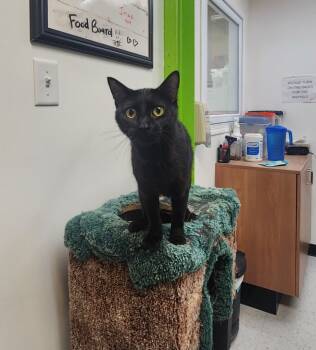Rescue Domestic Short Hair Cats for Adoption in Winnipeg, Manitoba - Jinxx | PetCurious
