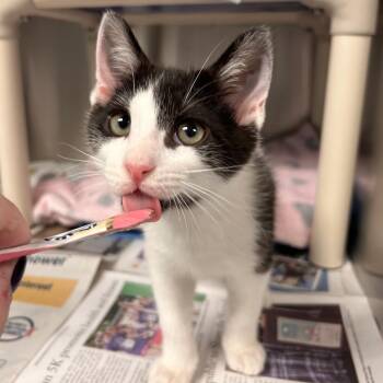 Oates -  Domestic Short Hair Cat for Adoption in Hendersonville, North Carolina - Oates | PetCurious