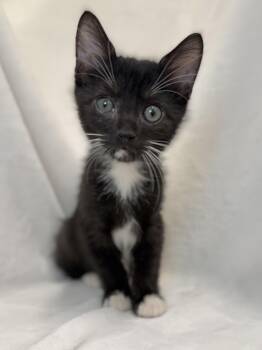 Button -  Domestic Short Hair and Tuxedo Cat for Adoption in Greensboro, North Carolina - Button | PetCurious