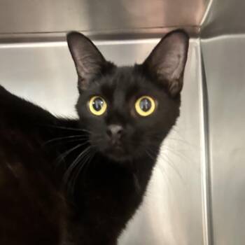 Fran -  Domestic Short Hair Cat for Adoption in Newport, North Carolina - Fran | PetCurious