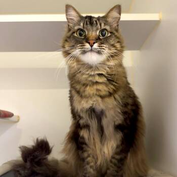 Winston -  Extra Toes Cat Hemingway Polydactyl and Domestic Long Hair Cat for Adoption in Woodinville, Washington - Winston | PetCurious