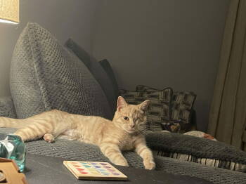 Rescue Domestic Short Hair Cats for Adoption in Winslow Township, New Jersey - Butterscotch | PetCurious