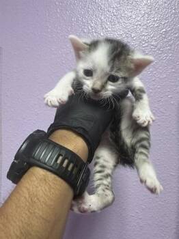 61647749 -  Domestic Short Hair Cat for Adoption in El Paso, Texas - 61647749 | PetCurious