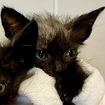 Wednesday -  Domestic Short Hair Cat for Adoption in Mt. Juliet, Tennessee - Wednesday | PetCurious