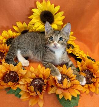 Tatum -  Domestic Short Hair Cat for Adoption in Lake Monroe, Florida - Tatum | PetCurious