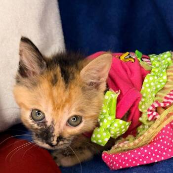 Phoenix -  Domestic Short Hair Cat for Adoption in Mount Vernon, Illinois - Phoenix | PetCurious