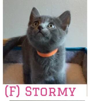 Stormy -  Domestic Short Hair and Russian Blue Cat for Adoption in Vacaville, California - Stormy | PetCurious