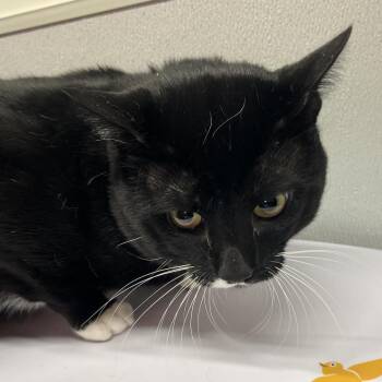 Domestic Short Hair Cats Available for Adoption - Lulo | PetCurious