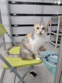 Marley -  Domestic Short Hair Cat for Adoption in Elmira, New York - Marley | PetCurious