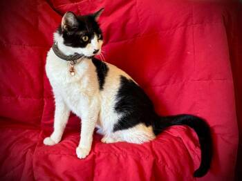 Rescue Domestic Short Hair Cats for Adoption in Fresno, California - Kylie | PetCurious