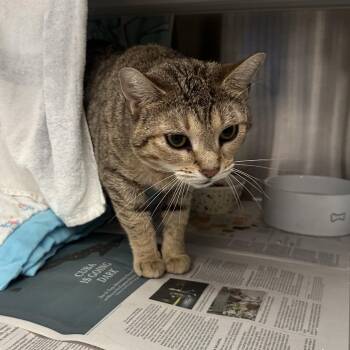 Reesey -  Domestic Short Hair Cat for Adoption in Pittsburgh, Pennsylvania - Reesey | PetCurious