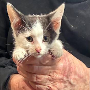 Domino -  Domestic Short Hair Cat for Adoption in Bentonville, Arkansas - Domino | PetCurious