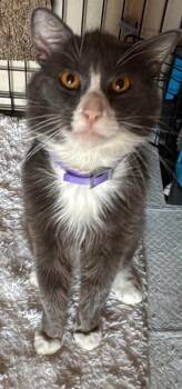 Shaggy -  Domestic Medium Hair Cat for Adoption in Anchorage, Alaska - Shaggy | PetCurious