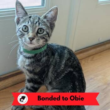 Olga (k2026) -  Domestic Short Hair Cat for Adoption in Skokie, Illinois - Olga (k2026) | PetCurious