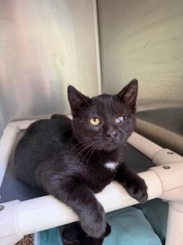 Cat Benetar -  Domestic Short Hair Cat for Adoption in Pomona, New York - Cat Benetar | PetCurious