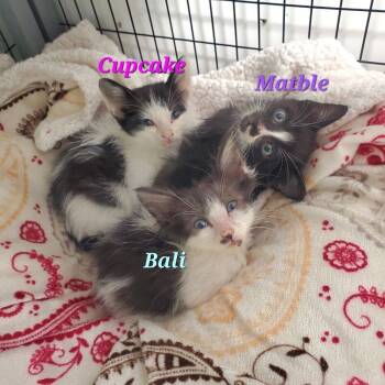 Rescue Domestic Short Hair Cats for Adoption in Diamond Springs, California - Bali | PetCurious