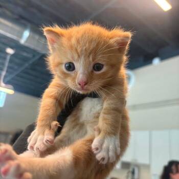 Beavis -  Domestic Short Hair Cat for Adoption in Huntington, West Virginia - Beavis | PetCurious