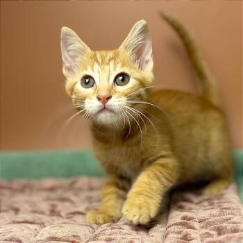 Samuel -  Domestic Short Hair Cat for Adoption in San Antonio, Texas - Samuel | PetCurious